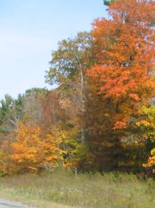 fall-colours-lakeridge-06.jpg