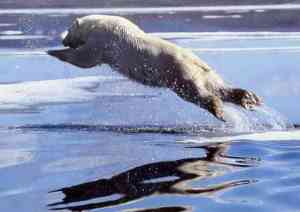 polar-bear-leap-wwwfirstpeopleus-sml
