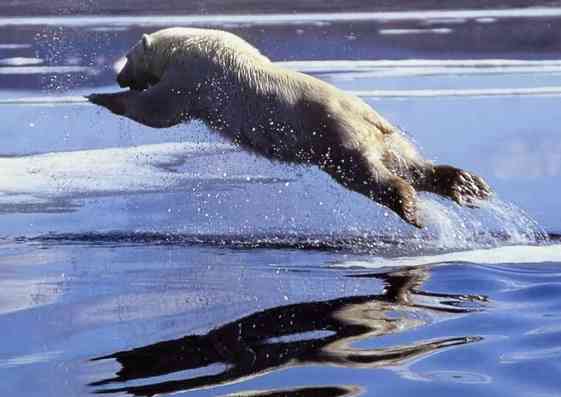 polar-bear-leap-www-firstpeople-us-sml.jpg