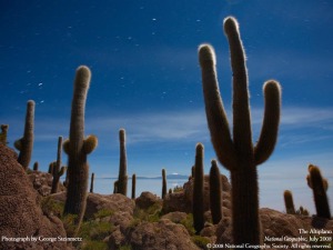 moonlit cactus - peru
